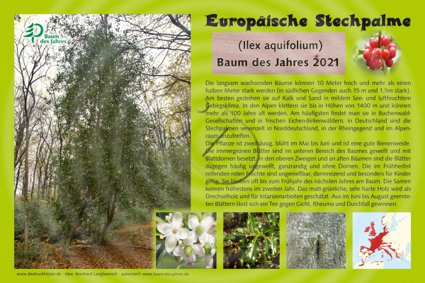 Stechpalme - Baum des Jahres 2021
